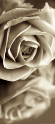 Fototapeta FTNV 2894 Sepia rose, Ruža, vliesová , 90x202 cm - 1 dielna