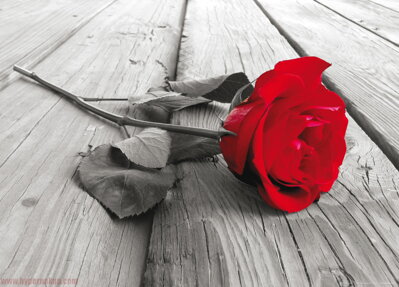 Fototapeta FTNM 2619 Červená ruža, vliesová tapeta 160x110cm