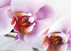 Fototapeta kvet FTM 0489 Fialová orchidej, papierová , 160x115 cm - 1 dielna