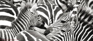 Fototapeta FTNH 2724 Zebra, vliesová  202x90 cm - 1 dielna