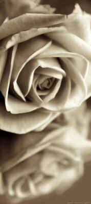 Fototapeta FTNV 2894 Sepia rose, Ruža, vliesová , 90x202 cm - 1 dielna